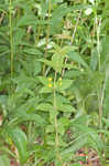 Whorled yellow loosestrife